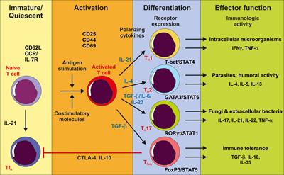 Intrahepatic TH17/TReg Cells in Homeostasis and Disease—It’s All About the Balance